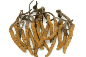 女生可以吃冬蟲夏草嗎？