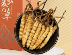 冬蟲夏草一次吃幾根？
