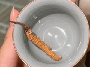 冬蟲夏草是中藥材嗎?