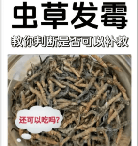 冬蟲夏草發霉了怎麼處理?