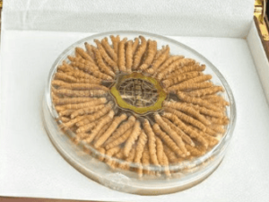 低海拔蟲草到底能吃嗎?