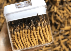 冬蟲夏草放冰箱冷凍還是冷藏？