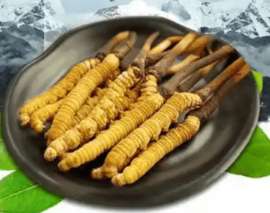 冬蟲夏草產地主要在哪？