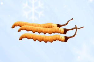 冬蟲夏草適合什麼人吃？