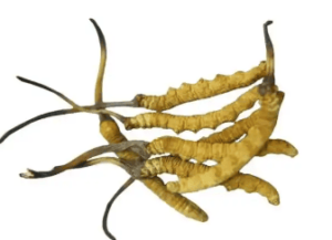 冬蟲夏草不能跟什麼一起吃？