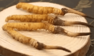 老人吃冬蟲夏草有什麼好處?