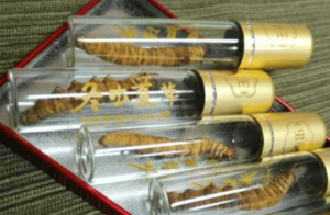 冬蟲夏草如何保存？