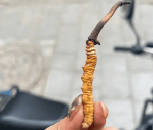 冬蟲夏草可以生食嗎？