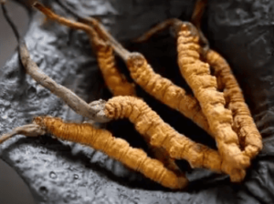 冬蟲夏草可以降低膽固醇嗎?