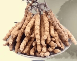 冬蟲夏草可以放多久？