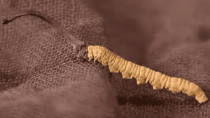 冬蟲夏草會活血嗎？