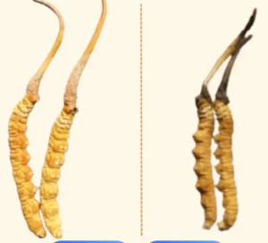 鮮蟲草冷凍了一年還能吃嗎？