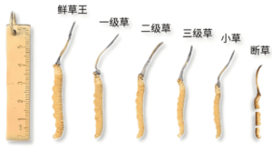 冬蟲夏草一台斤多少錢？