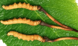 一兩冬蟲夏草有幾多條？