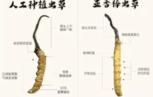 蟲草大小的營養價值一樣嗎？