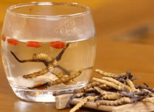 冬蟲夏草哪有？