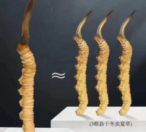 女人吃冬蟲夏草的好處與作用？
