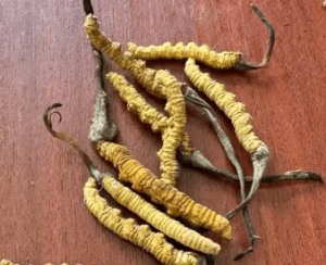 冬蟲夏草哪裡產量最多？