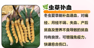 冬蟲夏草對身體有什麼好處？