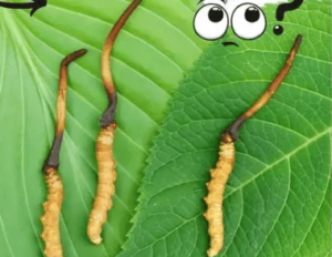 冬蟲夏草有幾種？