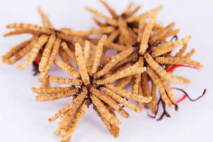 蟲草怎麼吃效果最好？