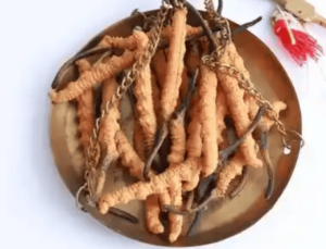 冬蟲夏草是什麼?