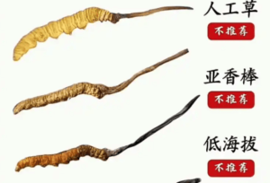 冬蟲夏草對人體有什麼好處？