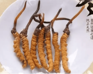 新鮮蟲草怎麼吃？