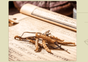 冬蟲夏草可以止咳嗎？