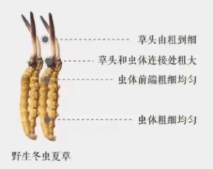 冬蟲夏草生長在哪裡?