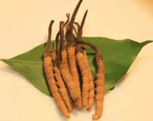 冬蟲夏草不能和什麼一起吃？