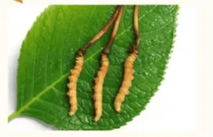 高血壓可以吃冬蟲夏草嗎?