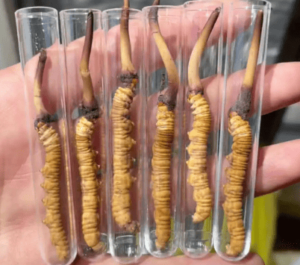 一天可以吃多少蟲草？