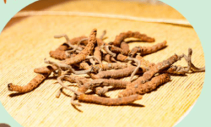 吃冬蟲夏草會上火嗎？