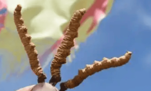 冬蟲夏草是蟲嗎​？