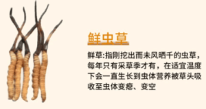 冬蟲夏草有營養價值嗎?
