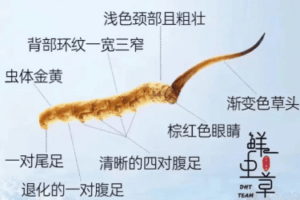 冬蟲夏草要洗嗎？