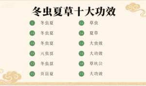 冬蟲夏草的十大功效與食用建議