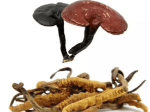 蟲草和靈芝可以一起吃嗎？