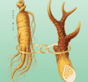 冬蟲夏草與人參、鹿茸功效大比拼！