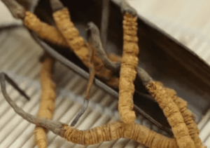 冬蟲夏草滋陰嗎？