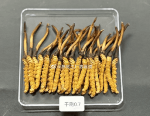 冬蟲夏草一人份該吃多少？