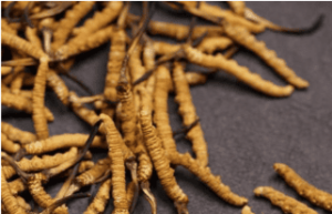 冬蟲夏草補什麼？