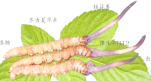 冬蟲夏草是素的嗎？