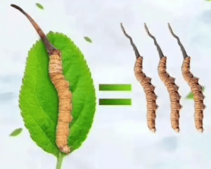 冬蟲夏草有副作用嗎？