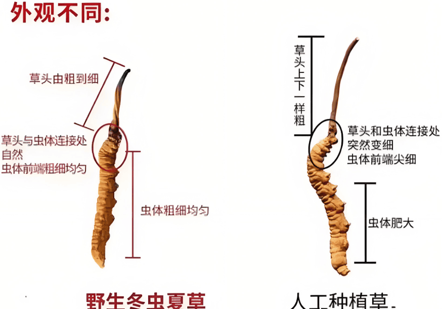 網購冬蟲夏草風險多？