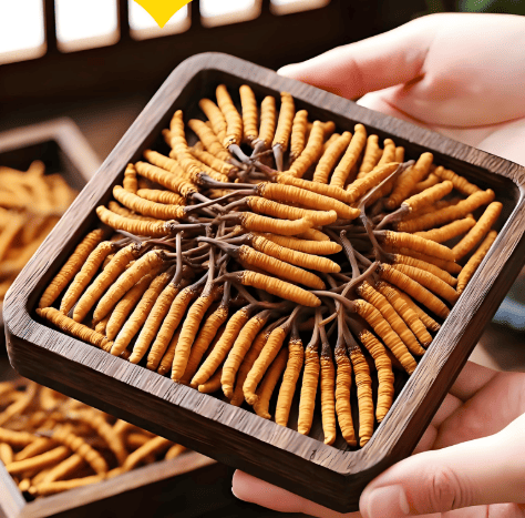 冬蟲夏草膠囊與原草有何不同？