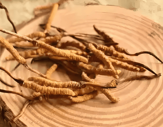 名人也吃冬蟲夏草?