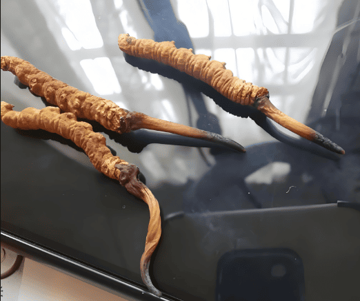 冬蟲夏草和靈芝哪個效果好