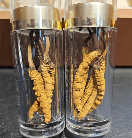 為什麼正宗冬蟲夏草那麼貴